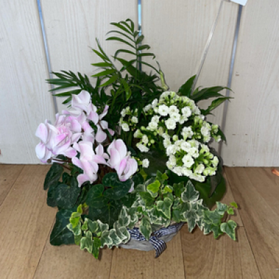 Planted basket  - Plants planted into a basket 