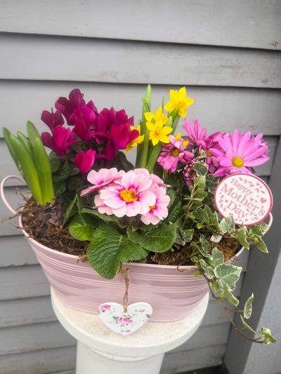 Planted arrangement Product Image